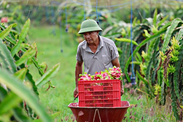 Toàn tỉnh Lâm Đồng đang có hơn 26.100 ha canh tác thanh long (Ảnh: Chính Thành)