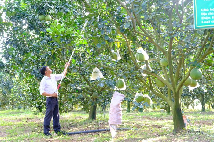 Nhiều diện tích trồng bưởi của nông dân tại vùng Cát Tiên, Đạ Tẻh đã được cấp chứng nhận mã số vùng trồng