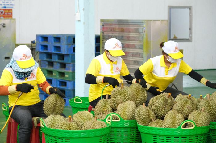 Sơ chế sầu riêng xuất khẩu chính ngạch sang thị trường Trung Quốc