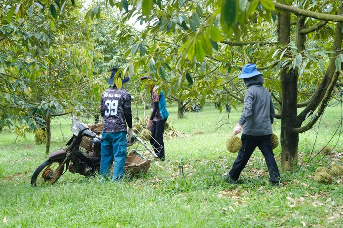Tỉnh Lâm Đồng hiện có 346 mã số vùng trồng và 70 mã số cơ sở đóng gói phục vụ xuất khẩu sầu riêng chính ngạch