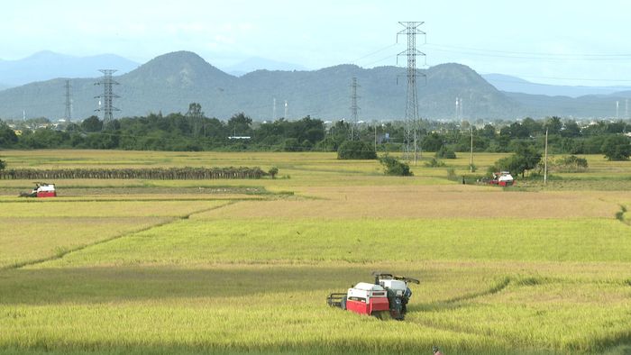 Cánh đồng lúa ở xã Hàm Thuận
