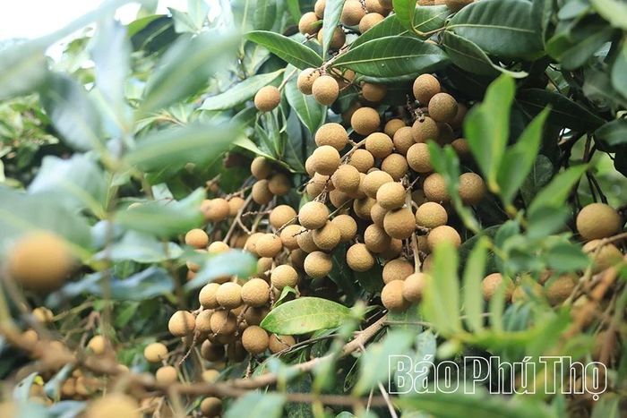 Nhãn Hương Chi có cùi dày, hạt nhỏ, vị ngọt thanh.