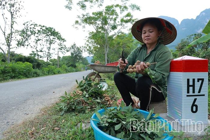 Người dân xóm Sơn Thủy lựa chọn nhãn để cung cấp ra thị trường tiêu thụ.