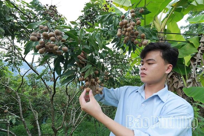 Nhãn Sơn Thủy - cây trồng giảm nghèo được nhiều hộ dân trên địa bàn tham gia trồng và chăm sóc.