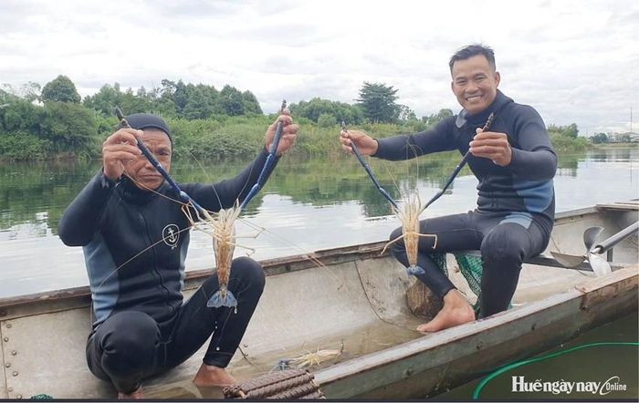 Những chú tôm “khủng” được săn bắt từ sông Bồ.