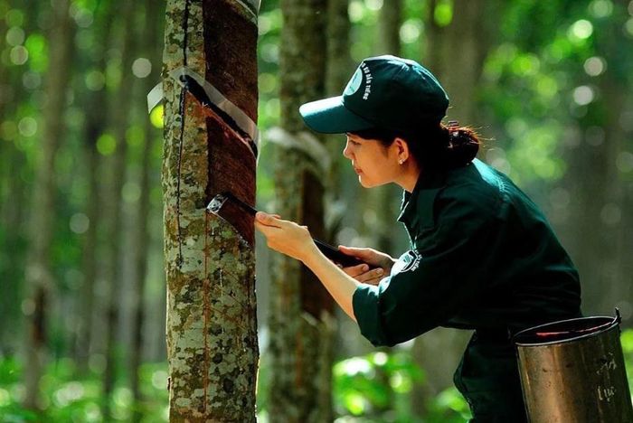 Giá cao su thế giới hôm nay diễn biến phân hóa. Ảnh minh họa