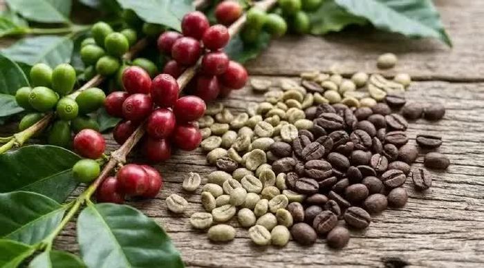 Giá cà phê hôm nay ổn định. Ảnh minh họa