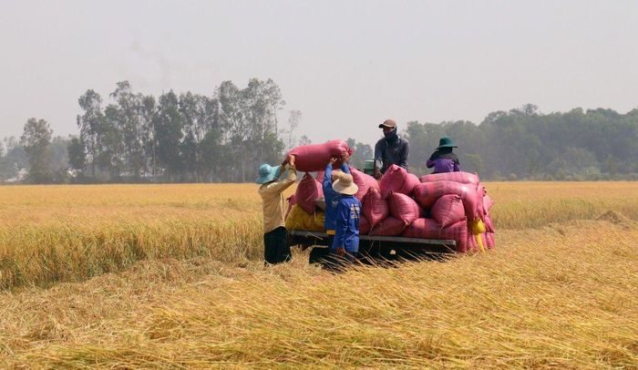 Bảo vệ vụ lúa Hè Thu từ đồng ruộng đến thị trường.
