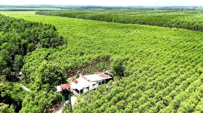 Sau sáp nhập, Đồng Nai mới quản lý hơn 370.000ha rừng và đất lâm nghiệp, trở thành một trong những địa phương có diện tích rừng lớn nhất vùng Đông Nam Bộ. Ảnh: Minh Sáng