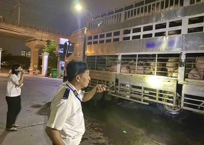 Lợn thịt dương tính với chất cấm tại Đồng Nai được lực lượng thú y TP Hồ Chí Minh phát hiện trên đường đưa đi tiêu thụ.
