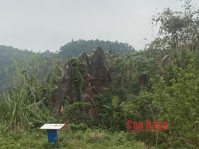 Nhiều khu vực của Vườn đá Hoàng Tung hiện bị cây bụi, cỏ dại phát triển um tùm che phủ các phiến đá, làm hạn chế khả năng quan sát và phát huy giá trị cảnh quan.