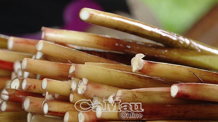Đọt năn mọc dại trong vuông tôm - nguồn "lộc trời" giúp nông dân có thêm thu nhập.
