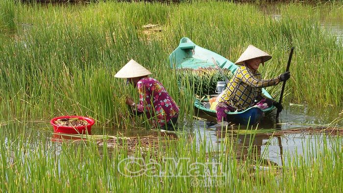  Bà con ấp Xẻo Gừa (xã Ninh Thạnh Lợi) tranh thủ nhổ năn từ 6-8 giờ sáng khi đọt năn còn mọng nước.