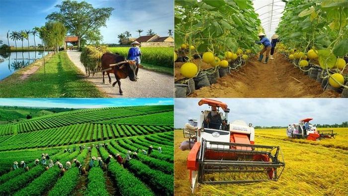 Tổ hợp tác đủ điều kiện sẽ được hưởng hỗ trợ như hợp tác xã. Ảnh minh họa