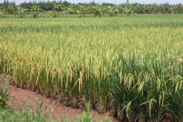Canh tác theo hướng xanh, ứng dụng quy trình sản xuất thân thiện với môi trường đang góp phần nâng cao giá trị nông sản và bảo vệ hệ sinh thái.