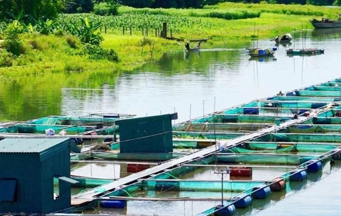 Nuôi có lồng trên sông Bồ. Ảnh minh họa
