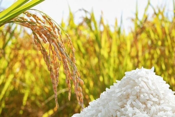 Giá lúa gạo trong nước hôm nay nhìn chung ổn định, riêng gạo thơm Jasmine tại các chợ lẻ tăng giá. (Ảnh minh họa: Thời báo Tài chính Việt Nam)