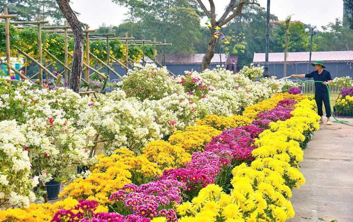 Người dân xã Mê Linh chăm sóc hoa, góp phần giữ gìn và phát triển thương hiệu vùng trồng hoa truyền thống của Hà Nội.