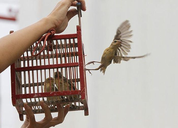 Không nên phóng sinh một cách vô ý thức, rồi mang những suy nghĩ không mấy tích cực đi lựa chọn sinh vật để phóng sinh, bởi làm như thế không còn gọi là phóng sinh nữa mà nó chỉ để thỏa mãn sở thích, nhu cầu cá nhân của bản thân mà thôi.