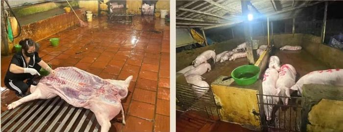Đoàn kiểm tra phát hiện hoạt động giết mổ gia súc trái quy định.