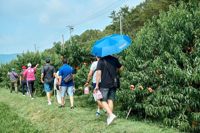 Khách du lịch trải nghiệm du lịch nông nghiệp, hái đào và thưởng thức đào tại vườn ở Nhật Bản