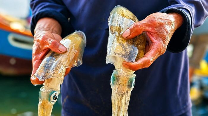 Mực khai thác bằng bóng mực luôn được thương lái thu mua với giá cao, mang lại thu nhập ổn định cho ngư dân