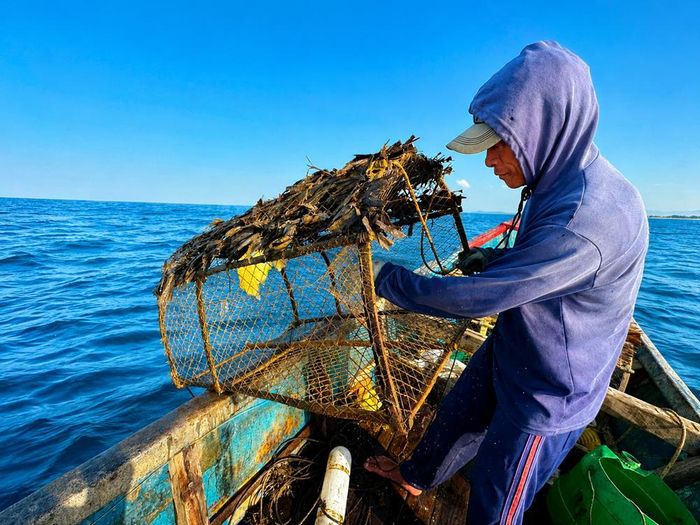 Ngư dân thả bóng mực tại khu vực có rạn san hô và gò cát, nơi mực lá thường tìm đến sinh sản
