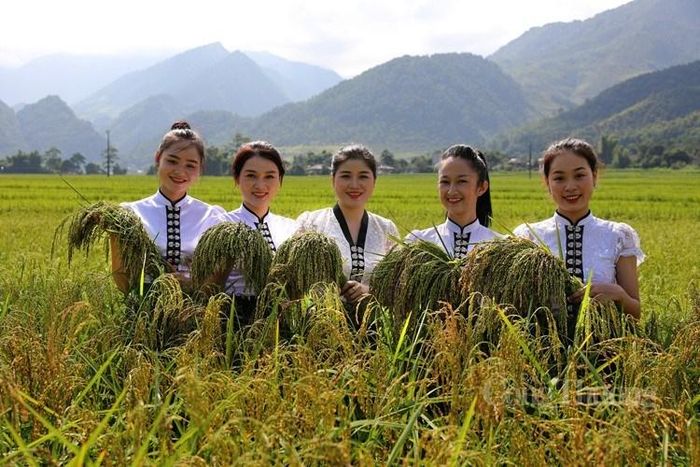 Xã Tú Lệ nổi tiếng với đặc sản gạo nếp Tan, đây là sản vật quý mà chỉ đất Tú Lệ mới trồng được. Ảnh: T.L