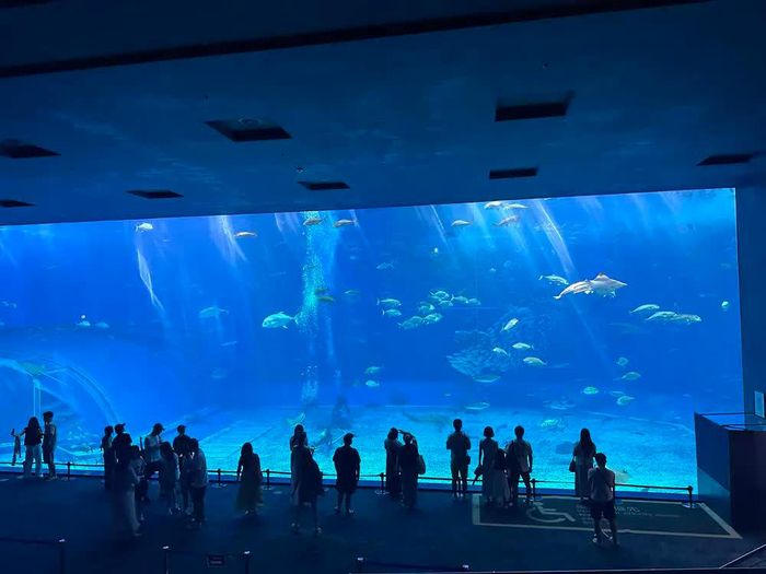 Khu vực bể Kuroshio, là bể trong nhà lớn nhất và là nơi nuôi thành cá loài cá đuổi manta khổng lồ. Ảnh: Nguyễn Tuyến – Pv TTXVN tại Nhật Bản