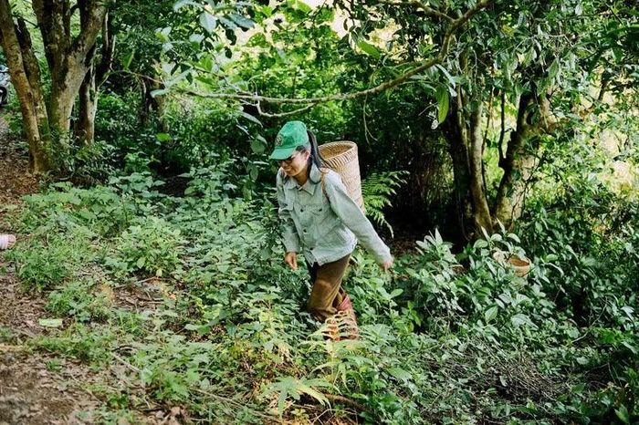 Chị Trần Thị Mai Phương trên hành trình bảo tồn phát triển trà cổ thụ Shan tuyết