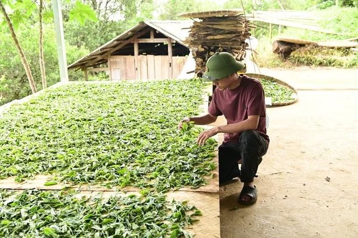 Cây trà giúp bà con cải thiện cuộc sống
