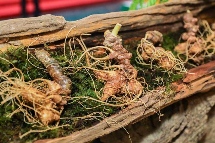 Những củ sâm Ngọc linh tươi nhiều năm tuổi được trưng bày tại lễ hội