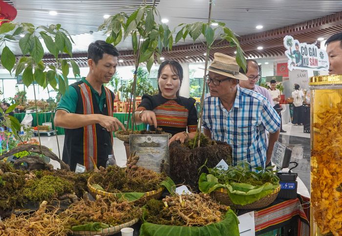 Chị Hồ Thị Thúy Ngân (38 tuổi, xã Trà Linh, TP Đà Nẵng) hướng dẫn khách đếm tuổi sâm