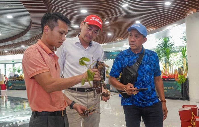Khách nghe chia sẻ về quy trình nhận biết sâm Ngọc linh