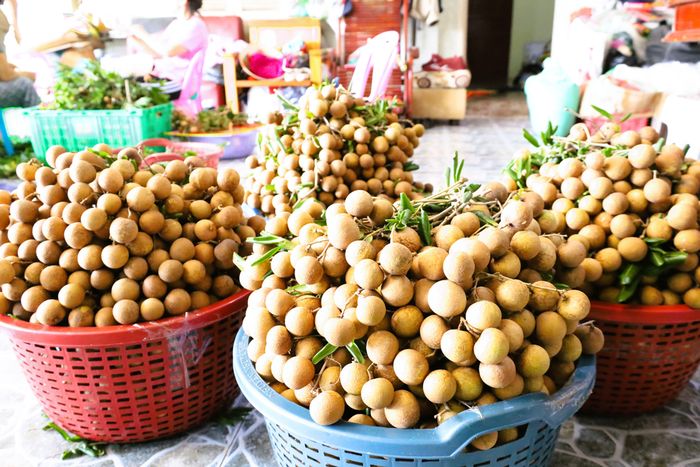 Nhãn được cắt tỉa gọn gàng, chuẩn bị đưa đi tiêu thụ. Ảnh: QUANG VŨ