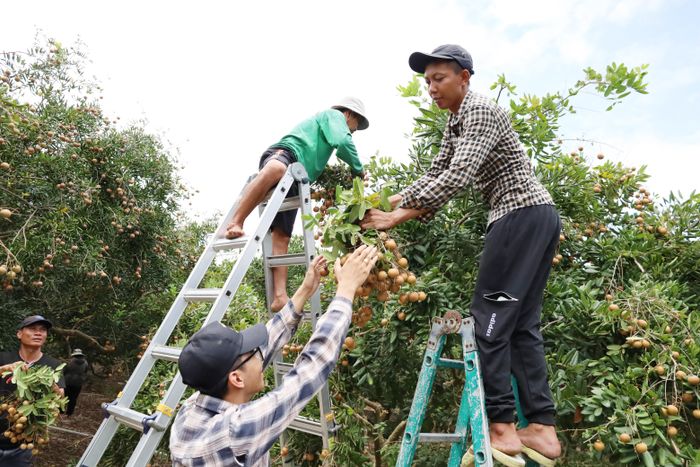 Công nhân thu hoạch nhãn tại vườn Thanh Chương (xã Phước Hải, TPHCM). Ảnh: QUANG VŨ