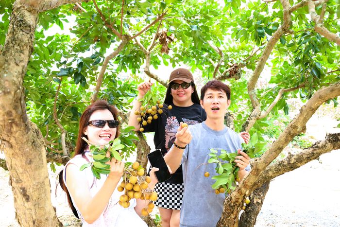 Du khách tham quan, check -in tại vườn nhãn Hòa Thuận. Ảnh: QUANG VŨ