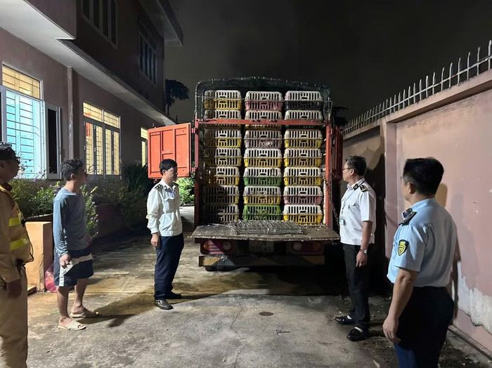 Lực lượng kiểm tra liên ngành liên ngành phòng, chống dịch bệnh động vật và kiểm soát giết mổ trên địa bàn TPHCM phát hiện xe chở gia cầm không có giấy tờ kiểm định (Ảnh: Chi cục Chăn nuôi và Thú y TPHCM)