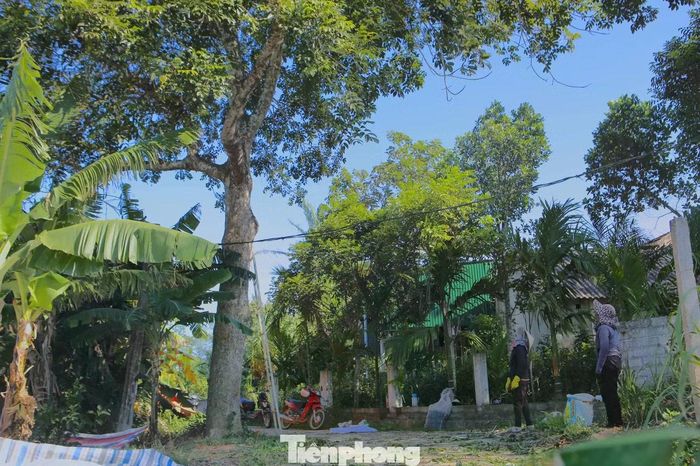 Trám đen từng là cây trồng lấy gỗ, nhưng những năm gần đây trở thành loài quả "đặc sản".