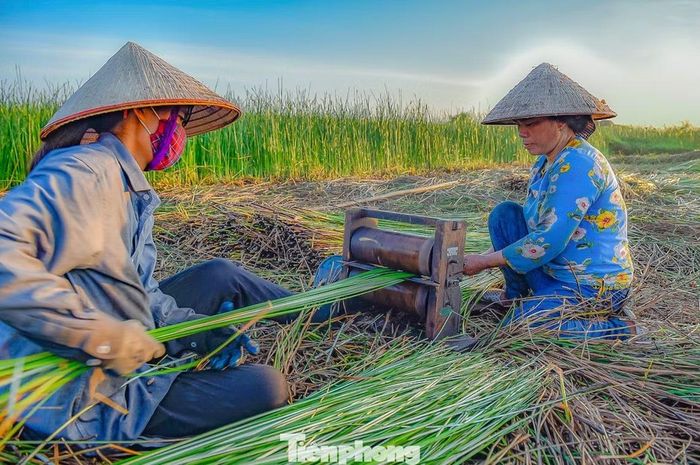Sau khi thu hoạch, cây cói được mang chẻ nhỏ rồi mới phơi khô. Để dễ chẻ, người dân thu hoạch cói tới đâu thì chẻ tới đó. Chẻ cói cũng là khâu mất nhiều thời gian nhất trong kỳ thu hoạch vì đều phải làm thủ công với các dụng cụ thô sơ. Máy chẻ cói có cấu tạo là 2 khối gỗ hình tròn (thường được làm bằng gỗ Lim) và lưỡi dao ở giữa. Cây cói khi chẻ phải thẳng để không bị mất gốc hay ngọn.