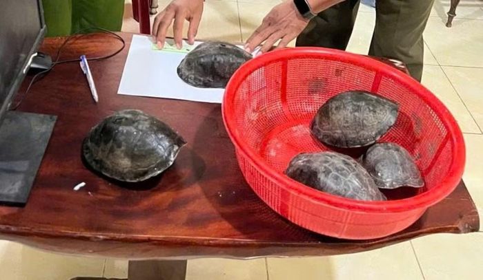 Rùa hộp lưng đen thuộc nhóm động vật quý hiếm, cần bảo vệ. Ảnh: Công an xã Ea Bung