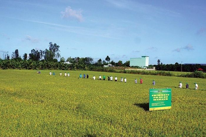 PVFCCo với thương hiệu Phân bón Phú Mỹ góp phần quan trọng đảm bảo an ninh lương thực, an ninh nông nghiệp quốc gia
