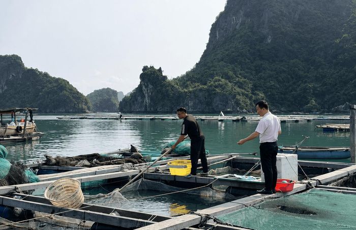 Lãnh đạo phòng giao dịch ngân hàng CSXH Vân Đồn kiểm tra việc sử dụng vốn vay của người dân.