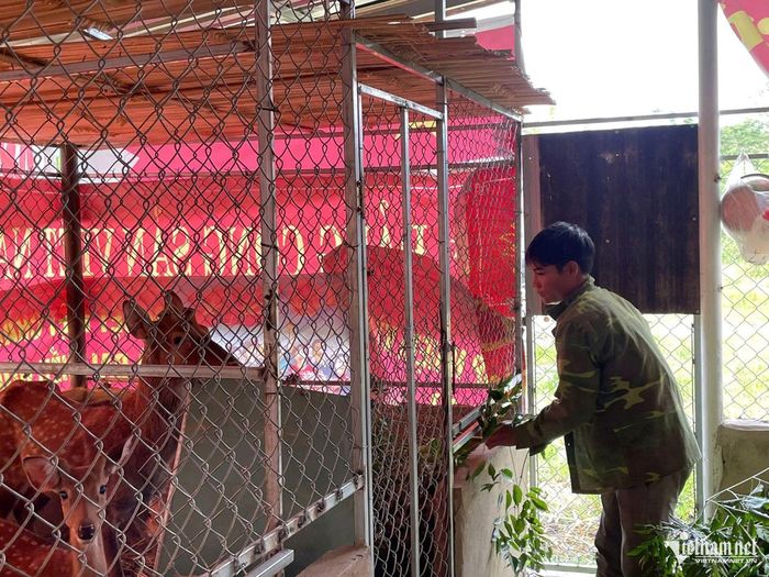 Anh Hồ Văn Hưng chăm sóc đàn hươu vừa được hỗ trợ. Ảnh: Huy Trường