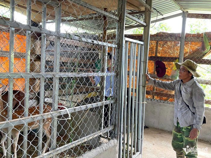 Ông Hồ Văn Vương đã có thu nhập từ đàn hươu được hỗ trợ. Ảnh: Huy Trường