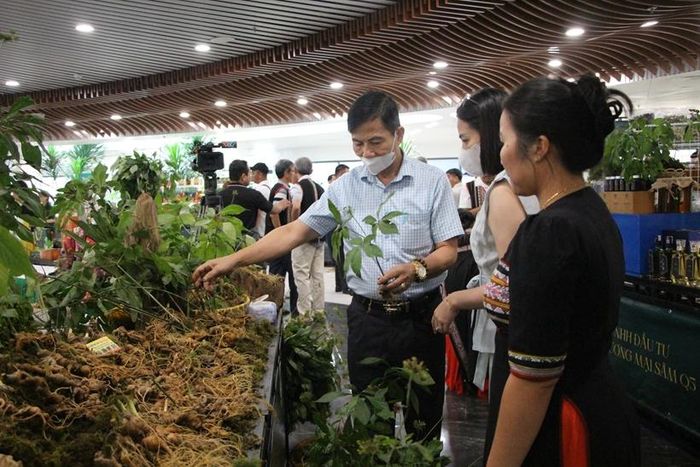  Người dân tham quan, tìm hiểu, trải nghiệm các sản phẩm từ sâm Ngọc Linh và dược liệu. 