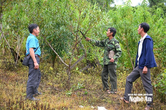 Ông Và Chán Dờ hướng dẫn chăm sóc cây đào mang giá trị kinh tế cao. Ảnh: Thành Cường