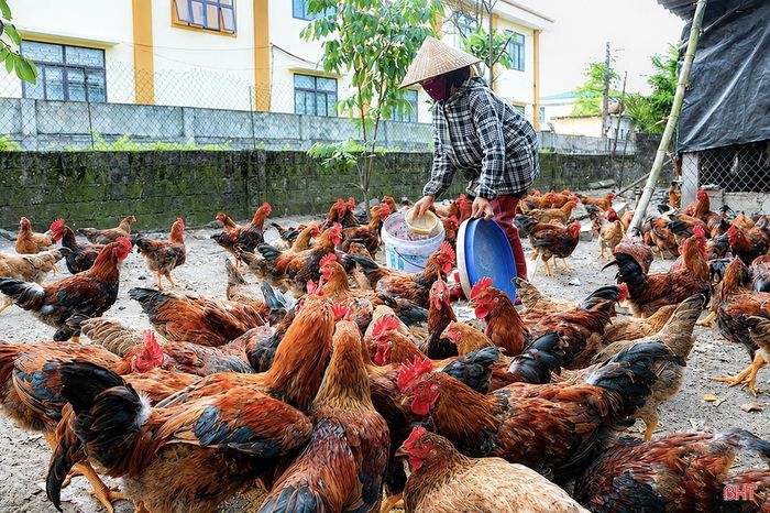 Hoạt động chăn nuôi gia cầm tại các địa phương chủ yếu có quy mô nhỏ lẻ.