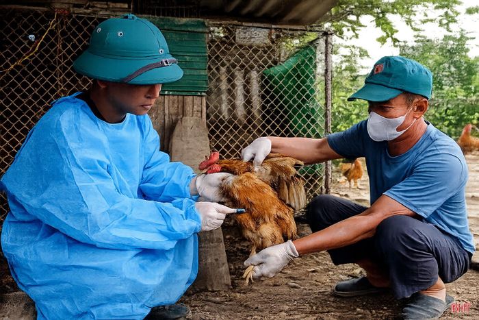 Các địa phương, người chăn nuôi cần rà soát, tiêm phòng bổ sung vắc-xin H5N1 cho đàn gia cầm chưa được tiêm và đàn mới nhập.
