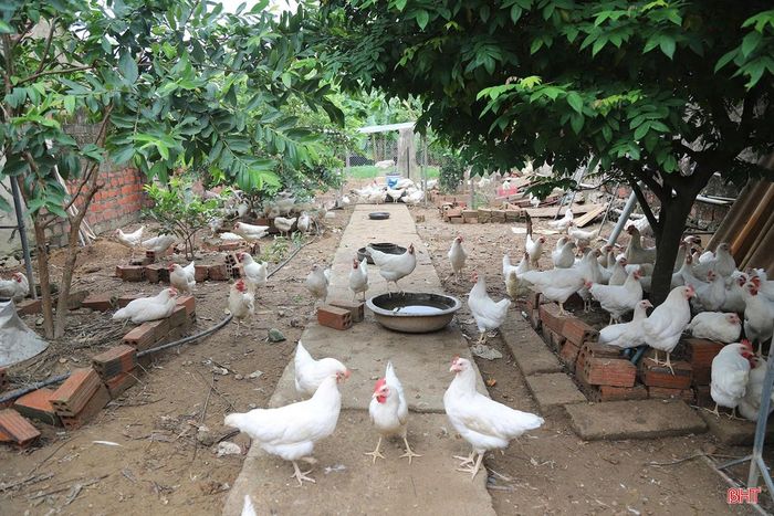 Nguy cơ dịch cúm gia cầm H5N1 phát sinh, lây lan trong những tháng cuối năm vẫn rất cao.